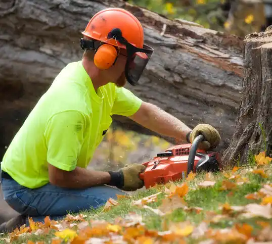 tree services Rio Rancho